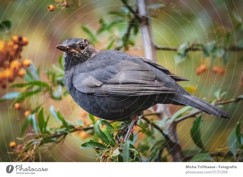 Blackbird in a berry bush Nature Animal Sunlight Beautiful weather Plant Bushes Leaf Berries Twigs and branches Wild animal Bird Animal face Wing Head Eyes Beak