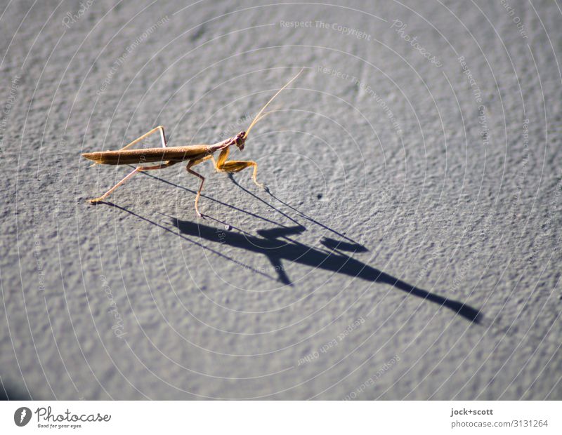 Praying mantis with long shadows 1 Surface structure Authentic Small Near Shadow play Dusk Isolated Image Silhouette Sunlight Animal portrait Full-length