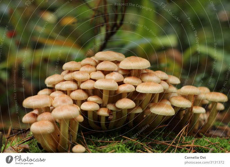 Together we are strong Nature Plant Earth Autumn Mushroom Brown Colour photo Exterior shot Detail Deserted Day Central perspective