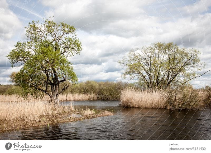 more water. Environment Nature Landscape Plant Water Clouds Spring Climate change Tree River Threat Wet Change Common Reed Flood Colour photo Exterior shot