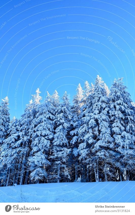 winter forest Vacation & Travel Tourism Winter vacation Mountain Hiking Environment Nature Landscape Plant Sky Cloudless sky Beautiful weather Ice Frost Snow
