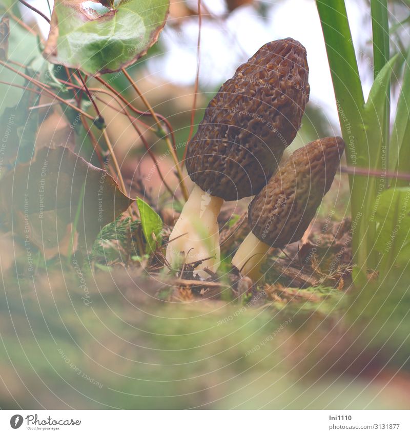 pointed morels Mushroom Nutrition Nature Spring Leaf Foliage plant Garden Green White Hollow Structures and shapes Subdued colour Exterior shot Detail