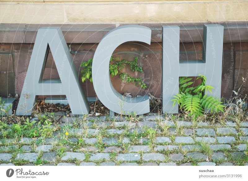 oh (soooooo) Letters (alphabet) Capital letter Word small capitals Large Exclamation Wall (building) Exterior shot Cobblestones Plant Foliage plant Overgrown