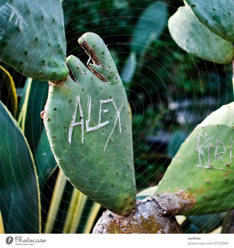 ALEX one Cactus Alexanderplatz Carve Letters (alphabet) Characters Memory