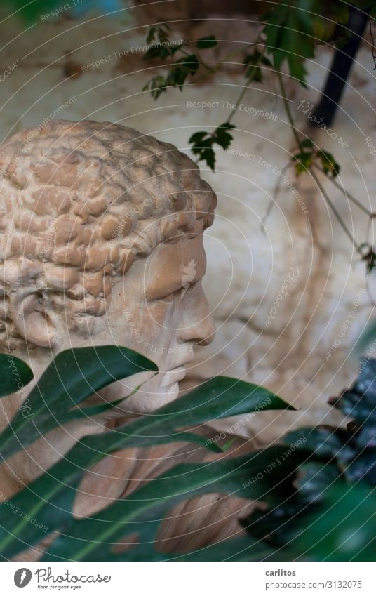 Curly-headed Lovebird Statue Classic Terracotta Head Man Hide Looking Majorca Backyard Romance