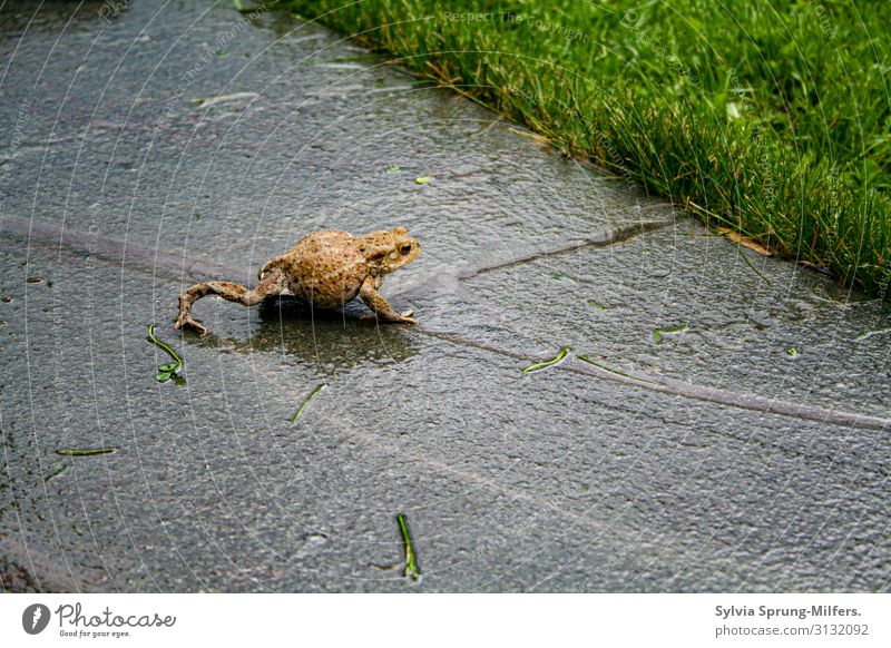 Frog King Animal Wild animal Running Movement Crawl Success Free Wet Natural Curiosity Slimy Contentment Joie de vivre (Vitality) Anticipation Self-confident
