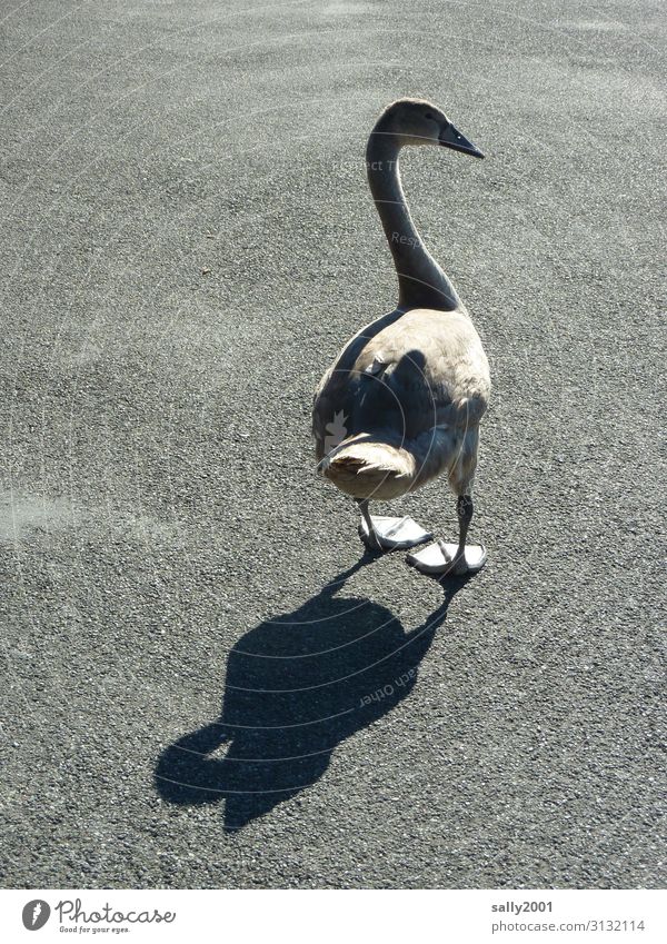 autocratic Street Animal Wild animal Swan 1 Baby animal Observe Going Athletic Brash Beautiful Curiosity Rebellious Gray Waddle Puberty semi-strong Shadow