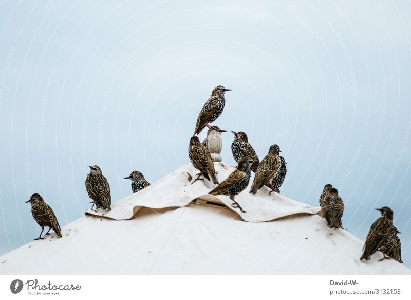 Ranking among birds on a tent Stare Assembly Subordinate Sit Tent Roof chief Leader President animals guided tour leadership qualities executive First Starling