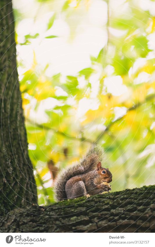 Squirrel on a tree eating an acorn grey squirrels Tree glans Eating Cute Sit Winter stock Branch