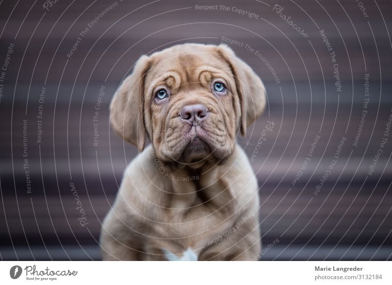 puppy Animal Pet Dog 1 Baby animal Cute Puppy Colour photo Subdued colour Exterior shot Copy Space left Copy Space right Day Shallow depth of field