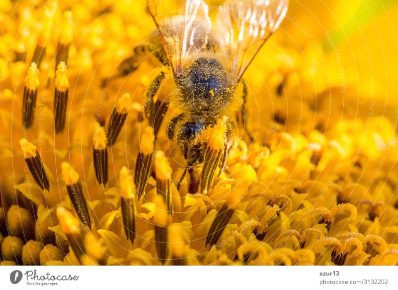 Honey bee covered with yellow pollen collecting sunflower nectar Summer Environment Nature Climate Climate change Plant Garden Meadow Field Animal Farm animal
