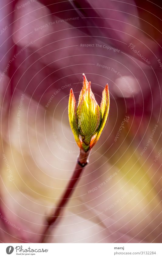 Dogwood bud unfolding against a colourful background Shallow depth of field Contrast Day Close-up Colour photo Joie de vivre (Vitality) Life Mysterious