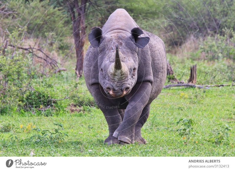 Black Rhino Bull - Endangered Species Vacation & Travel Tourism Trip Adventure Sightseeing Safari Expedition Summer vacation Environment Nature Animal Sunlight