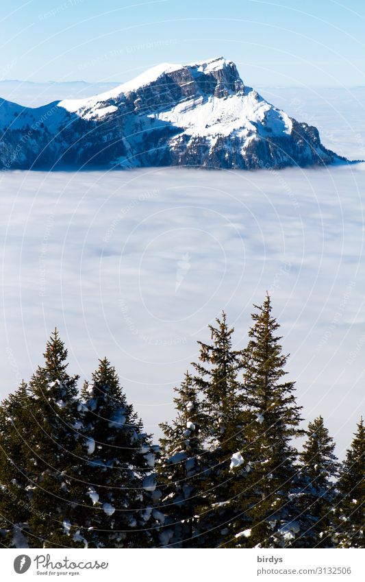 over the clouds... Vacation & Travel Snow Winter vacation Mountain Nature Cloudless sky Clouds Climate change Beautiful weather Fir tree Alps Peak