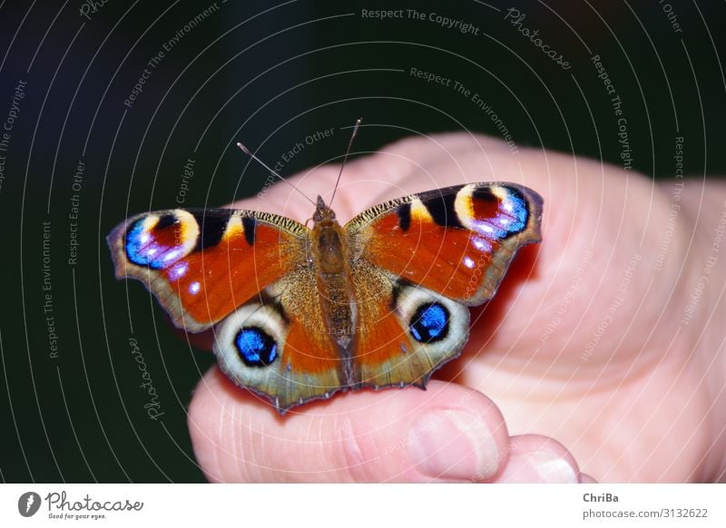 Peacock butterfly on the hand Female senior Woman Hand Fingers Environment Nature Animal Garden Butterfly 1 Touch Relaxation Sit Exotic Fantastic Near Blue