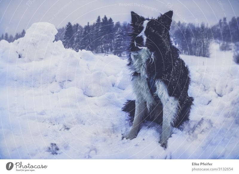 Bordercollie im Schneesturm Animal Pet Dog 1 Listening Cool (slang) Moody Adventure Loneliness Freedom Subdued colour Exterior shot Deserted