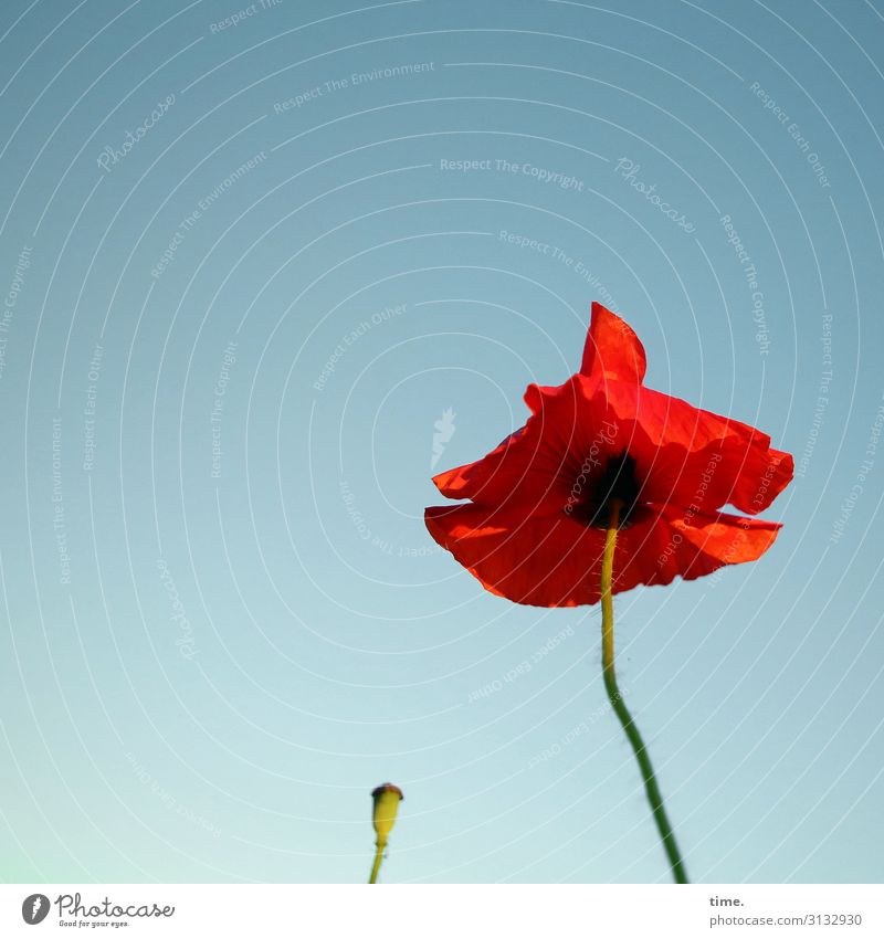 Red Hat Area | MultiMixUT Beautiful weather Flower Blossom Poppy Poppy blossom Stand Growth Together Esthetic Life Death Change Colour photo Exterior shot