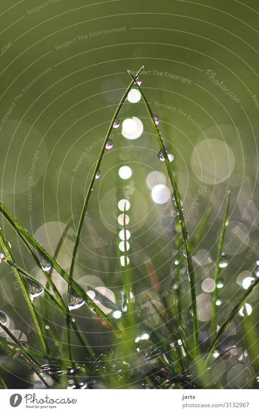 entrance Plant Drops of water Beautiful weather Grass Meadow Fluid Fresh Bright Wet Natural Nature Colour photo Exterior shot Close-up Deserted Copy Space left
