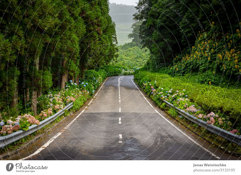 Country road on Sao Miguel with many flowers and forest Vacation & Travel Tourism Far-off places Island Mountain Hiking Water Summer Climate Weather