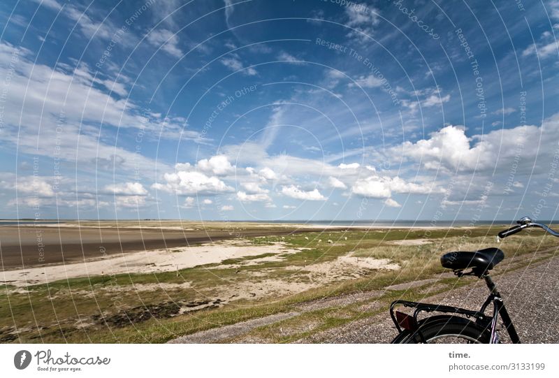 crossing the isle Environment Nature Landscape Sky Clouds Horizon Beautiful weather Meadow Coast Sylt Transport Cycling Lanes & trails Bicycle Sheep Emotions