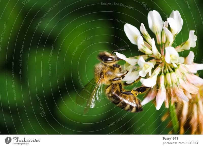 Bee collects pollen on a cloverflower Plant Flower Blossom Clover blossom Animal Farm animal 1 Work and employment To feed Yellow Green White To enjoy