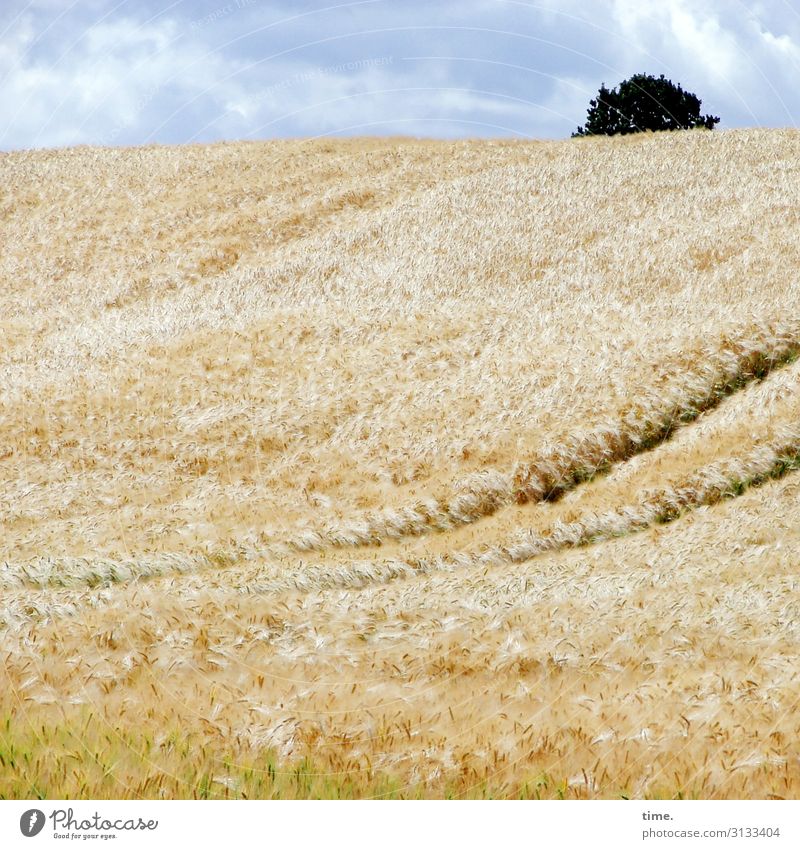 incidental remark Grain field Agriculture Summer Life Sky Yellow Blue Fresh Airy Perspective panorama Horizon vivacious Tree Clouds lane