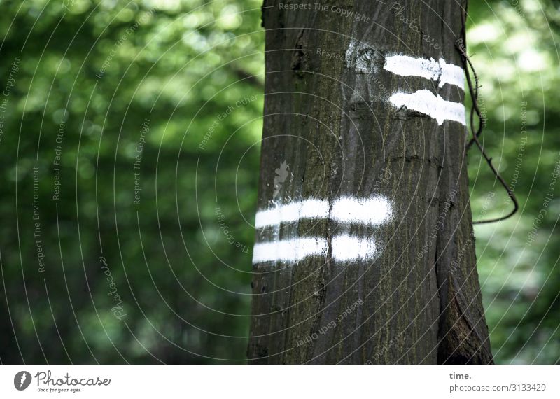 Tree & Message Forest Spring Green mark Sign Stripe leaves daylight Puzzle mystery Code Hiking hiking trail White foliage opaque In transit Tree trunk