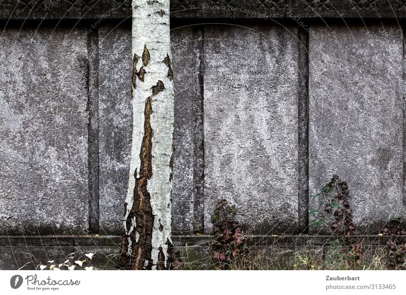 Grey wall with birch trunk Sculpture Tree Birch tree Cemetery Grave Tombstone Wall (barrier) Wall (building) Stone Stand Sadness Firm Gray White Modest Concern