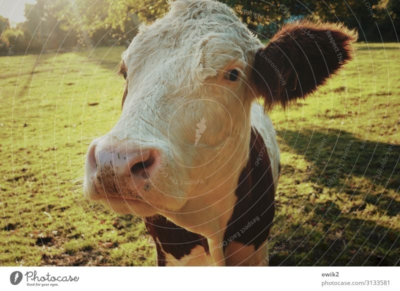 Urvieh Animal Autumn Beautiful weather Meadow Pasture Cow 1 Observe Think Looking Large Near Curiosity Acceptance Trust Peaceful Attentive Caution Serene