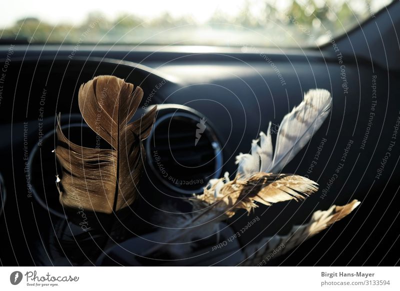 guardian angel feathers Motoring Car Limousine Feather Sign Guardian angel Driving Vacation & Travel Natural Brown Gray Black Protection Popular belief Belief