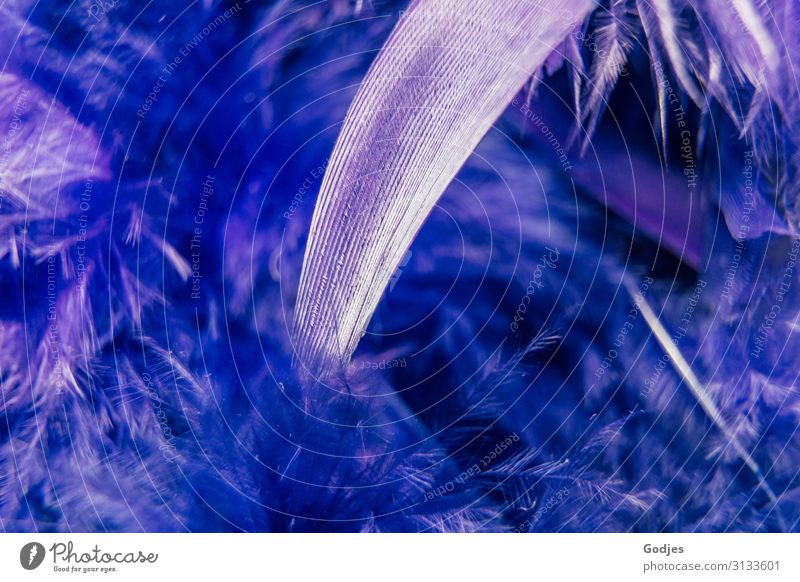 Macro shot of one of many feathers of a feather boa | Fingerspitzengefühl Fashion Cuddly Violet Silver White Warm-heartedness Stagnating Surrealism Feather