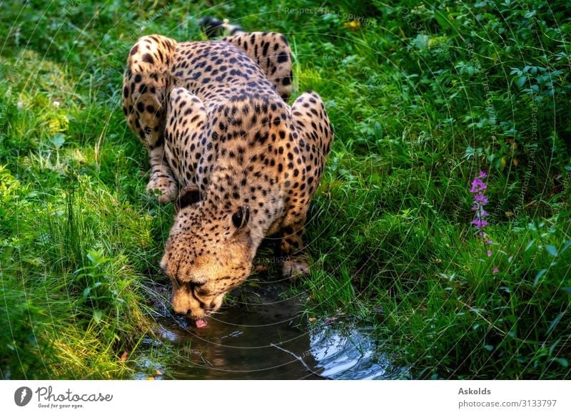 African leopard drinks water from the stream. Beautiful Face Safari Nature Animal Tree Virgin forest River Cat Baby animal Wild Black Dangerous sri panthera