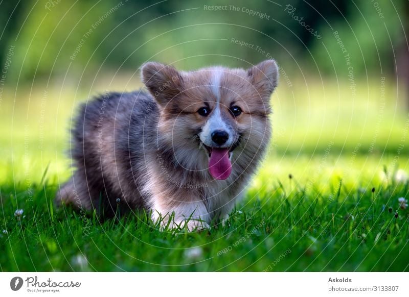 Red dog welsh corgi pembroke puppy running in the green grass Joy Happy Playing Summer Friendship Nature Animal Grass Park Meadow Pet Dog To enjoy Smiling