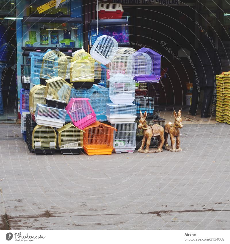 vacancy Shopping Pet shop Bazaar Markets Store premises Toys Cage Bird's cage Cuddly toy Plastic Happiness Bright Kitsch Funny Cute Many Multicoloured