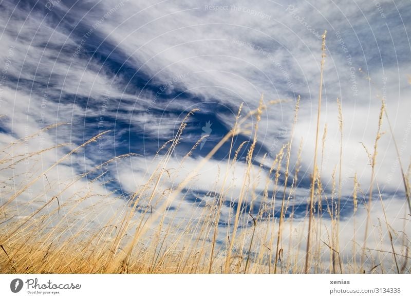 lie in the cornfield and look at the clouds Cornfield Clouds Sky Environment Nature Plant Weather Summer Climate Climate change Grass Beautiful weather Drought
