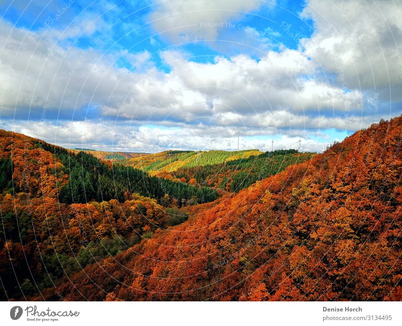 Colourful forest Nature Landscape Sky Clouds Sunlight Autumn Beautiful weather Tree Forest mortar village Breathe Observe Think Relaxation To enjoy Walking