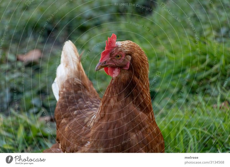 Hen or cock in the meadow Meat Poultry Nature Summer Grass Meadow Animal Pet Wing Barn fowl Gamefowl 1 Middle Perspective Relaxation Stand Near Brown Green Red