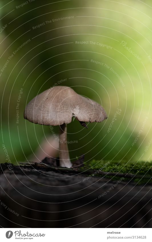 Mushroom in the forest Nature Earth Sunlight Autumn Beautiful weather Plant Moss Forest Poison Inedible Blur Bright spot Flare Illuminating Shaft of light