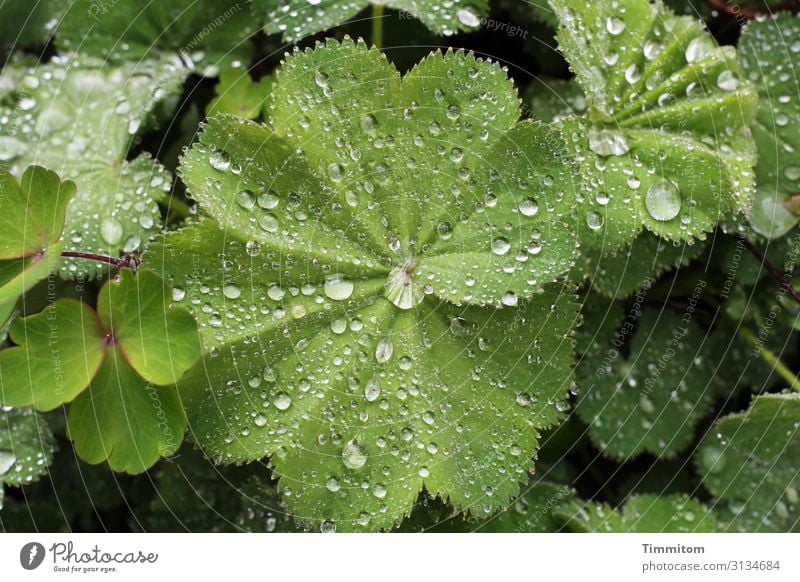 Neighborhoods | botanically seen plants raindrops Green Nature leaves Environment Botany naturally Narrow Neighbourhoods