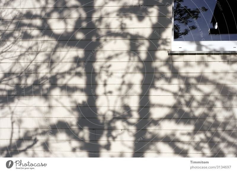 Shadow on the wall of the house House (Residential Structure) Facade Tree Window reflection Exterior shot Building Deserted Light Colour photo