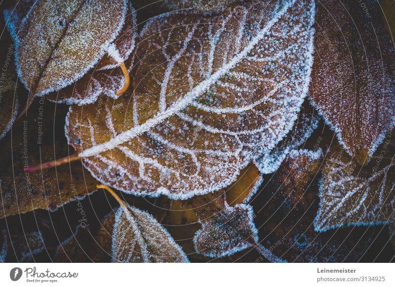 Leaves in autumn covered with hoarfrost Autumn Frost Cold Autumn leaves Autumnal Mature Hoar frost Macro (Extreme close-up) Close-up Brown Winter