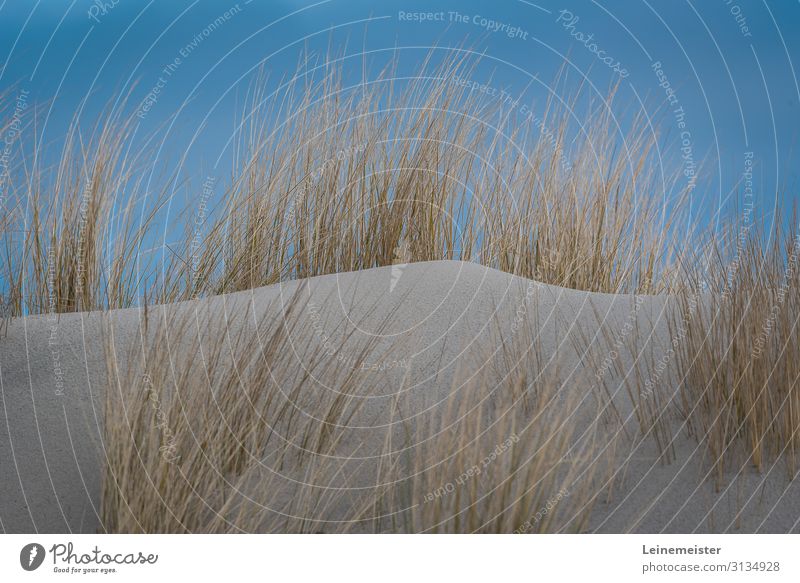Sand dune with dry standing oats and blue sky duene Blue sky Ocean coast North Sea Lake Wind Stand Oats beach grass Nature Longing