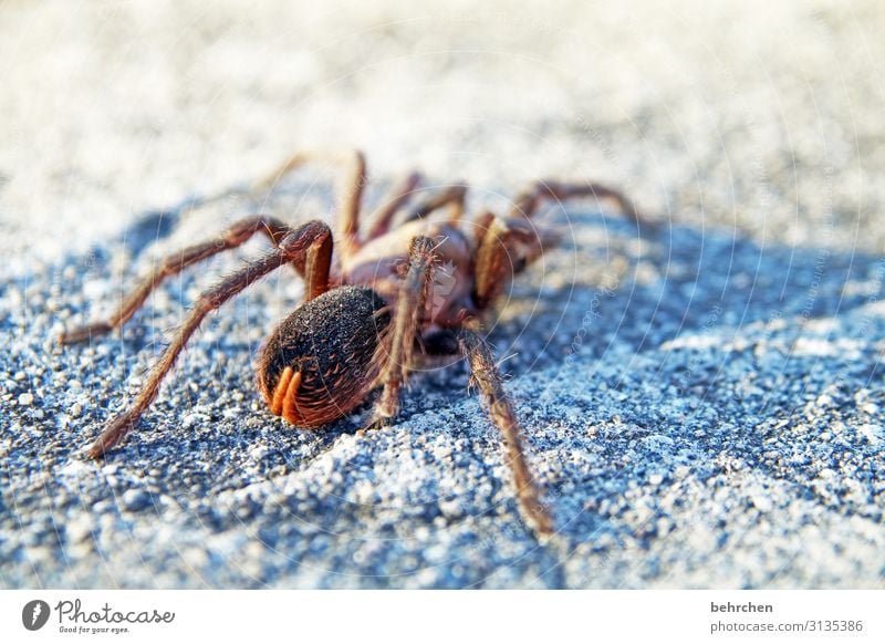noise | fear scream Animal Wild animal Spider Costa Rica Nature peril venomously Fear especially Impressive Exterior shot Close-up Vacation & Travel Tourism