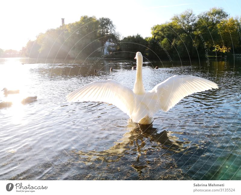 swan Vacation & Travel Trip Far-off places Freedom Summer Nature Water Sun Sunlight Beautiful weather Lake Animal Swan Relaxation Looking Illuminate Authentic
