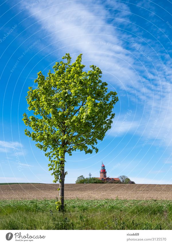 Tree and lighthouse in Bastorf Relaxation Vacation & Travel Tourism Summer Agriculture Forestry Nature Landscape Clouds Field Coast Baltic Sea Lighthouse