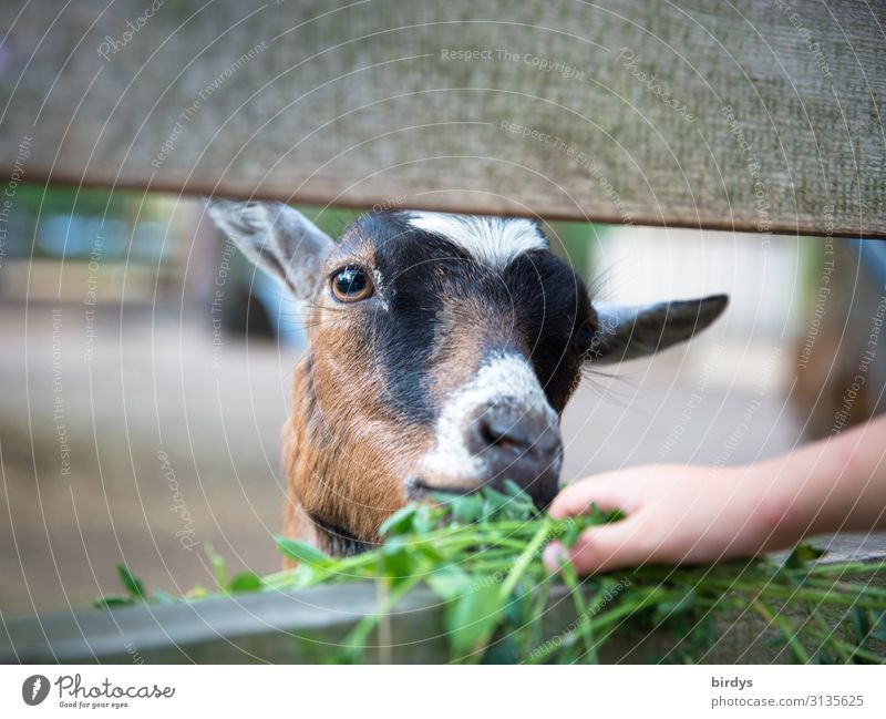 Feed goat Agriculture Forestry Child Hand 1 Human being 3 - 8 years Infancy Grass Clover Farm animal Animal face Petting zoo Goats To feed Feeding Joy