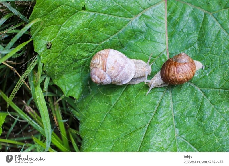 escargots Nature Animal Spring Summer Autumn Leaf Forest Snail Vineyard snail 2 Natural Green Date Difference Similar Living thing Colour photo Exterior shot