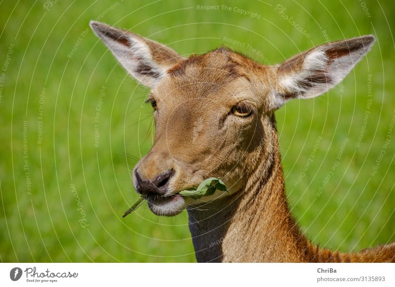 It tastes Hunting Summer Animal Wild animal Animal face Pelt Fallow deer Hind Doe eyes 1 To feed Feeding Brown Green Colour photo Exterior shot Copy Space left