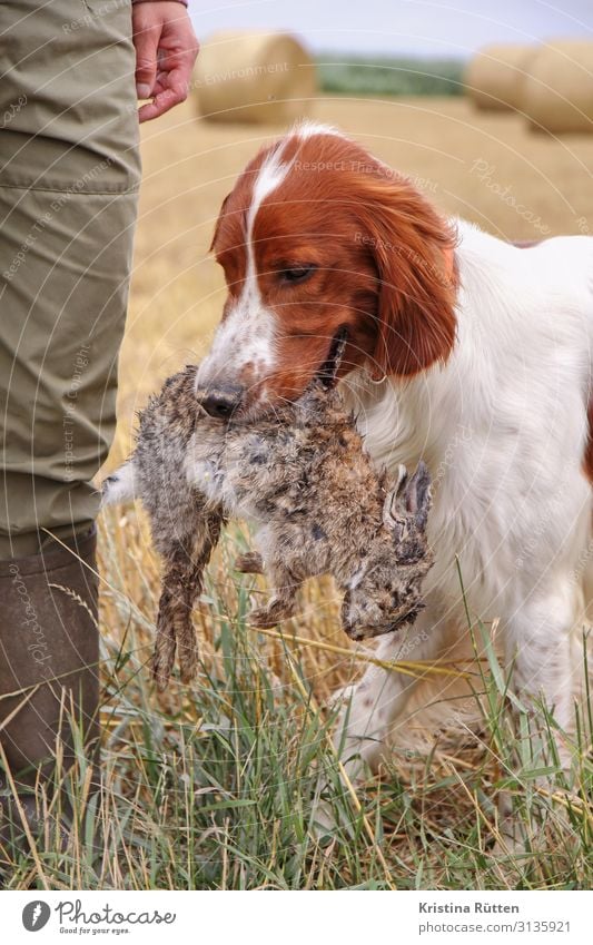 irish setter with practice booty Hunting Agriculture Forestry Legs Nature Field Pet Farm animal Dog Work and employment Study Carrying Conscientiously Team