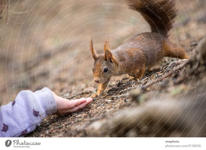 Feeding squirrels #5 Eating Vacation & Travel Trip Child Human being Girl Hand 3 - 8 years Infancy Nature Animal Forest Wild animal 1 To feed Sit Wait